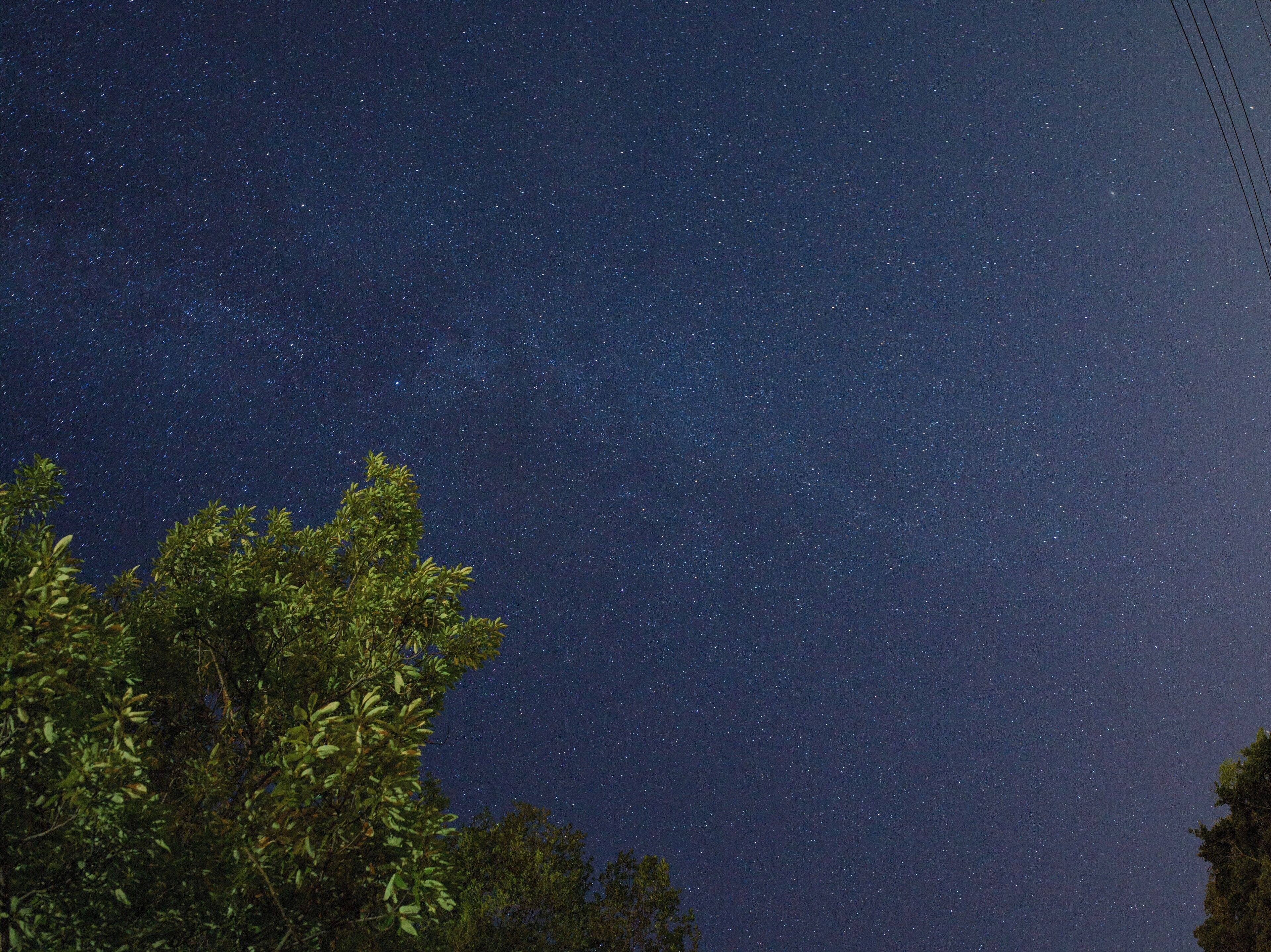 Cielo nocturno lleno de estrellas, visto a través de una copa de árboles.