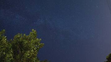Cielo nocturno lleno de estrellas, visto a través de una copa de árboles.