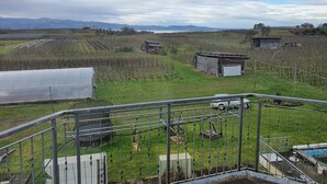 Ein Weinberg mit Reihen von Reben, einem Gewächshaus und einer kleinen Werkstatt.