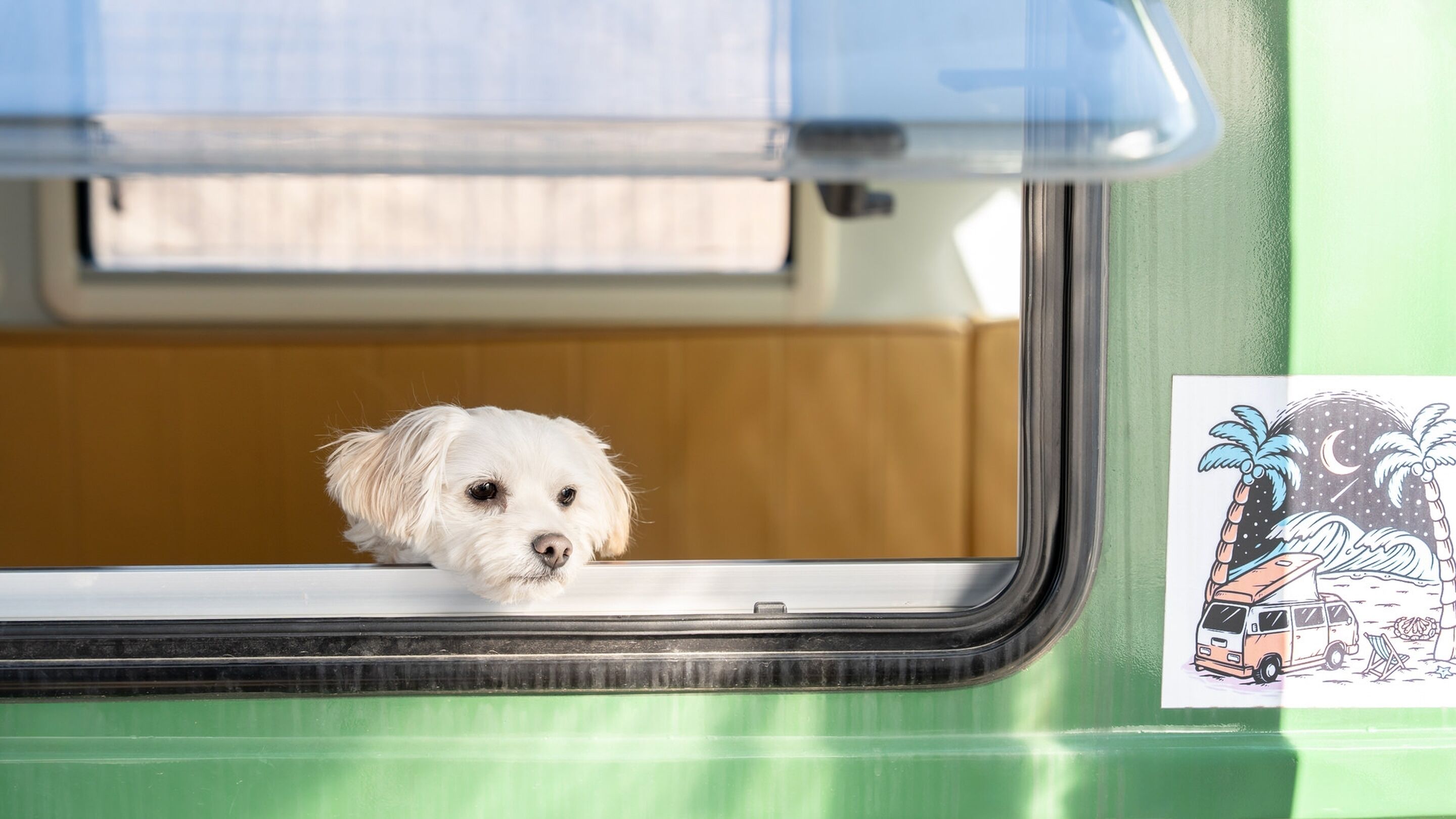 Een kleine witte hond kijkt door het geopende raam van een voertuig.