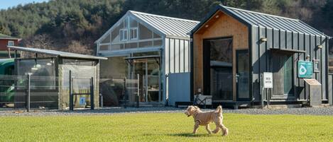 Un chien se promène dans un champ herbeux, avec un bâtiment en arrière-plan.