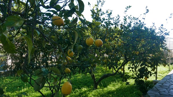 Property grounds - Casa DINO Camporosso (Camporosso)