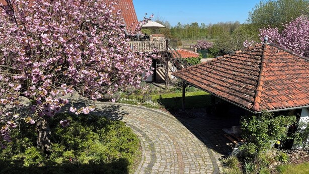 A courtyard with a cobblestone path, a red-tiled roof structure, and blooming pink trees.