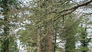 A grassy park area with several trees and a building in the background.