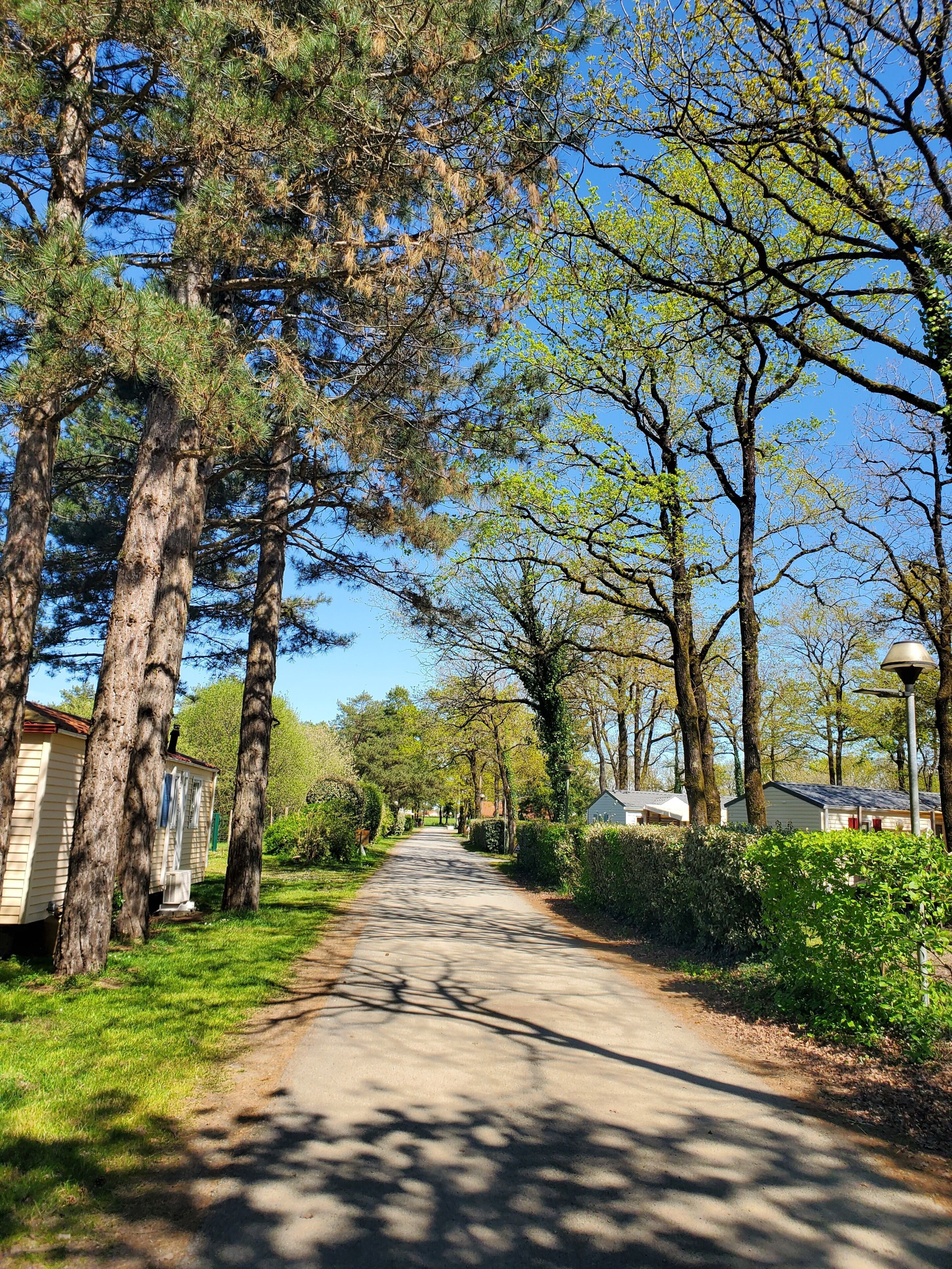 Een smalle weg begrensd door hoge bomen en kleine huizen.