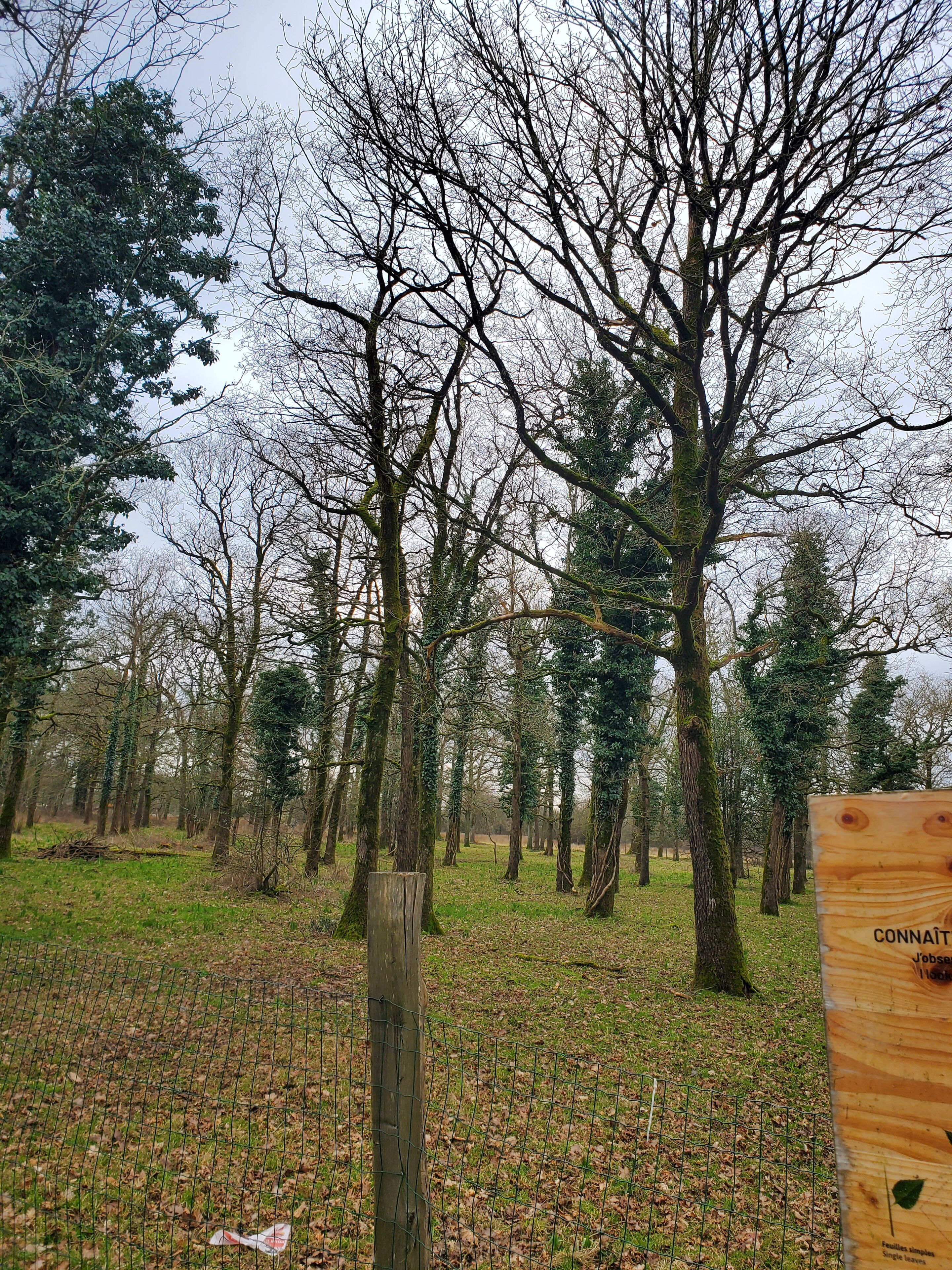 A forested area with a wooden sign in the foreground.
