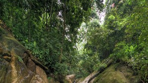A natural pool with clear water, surrounded by rocks and lush greenery.