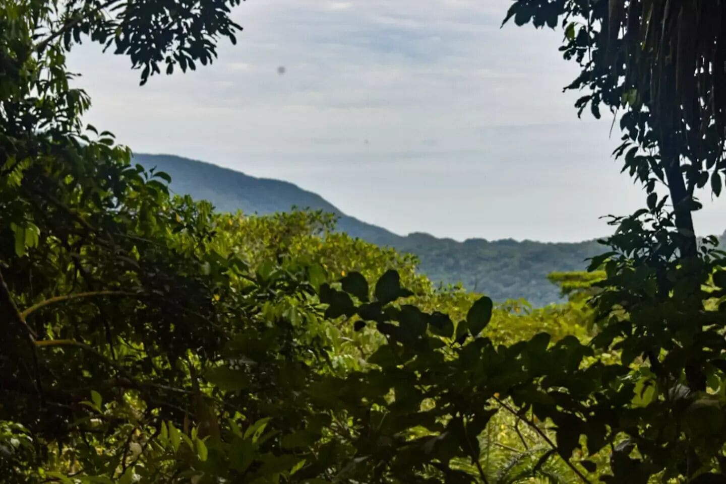 Un paysage verdoyant et luxuriant, avec une végétation dense et une montagne en arrière-plan.
