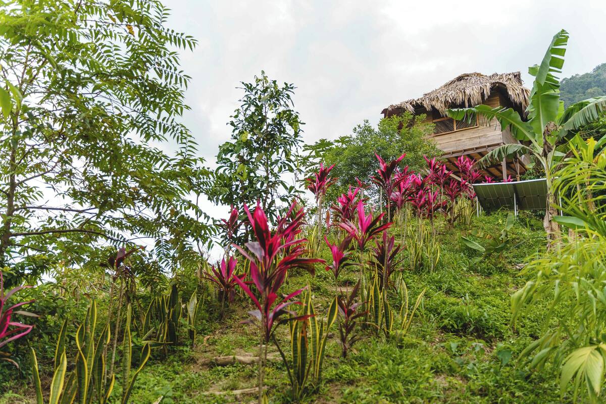 Un exuberante jardín con diversas plantas y una estructura de techo de paja.