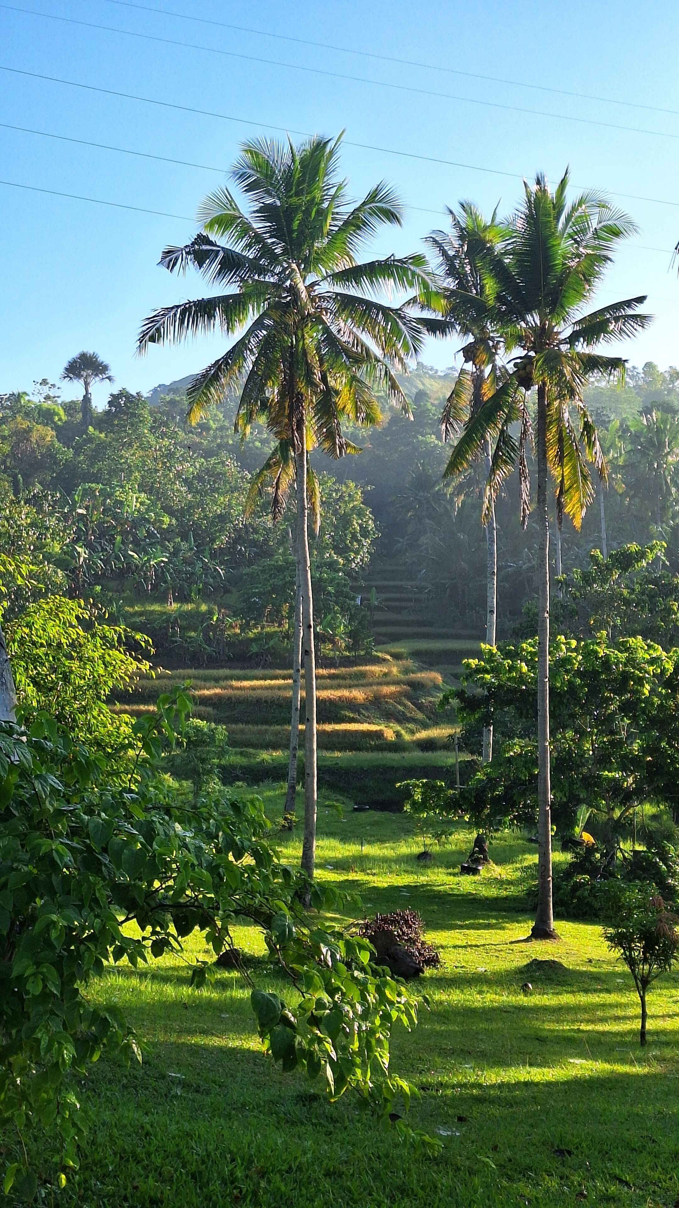 A lush landscape with palm trees and a terraced field.