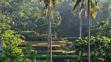A lush landscape with palm trees and a terraced field.