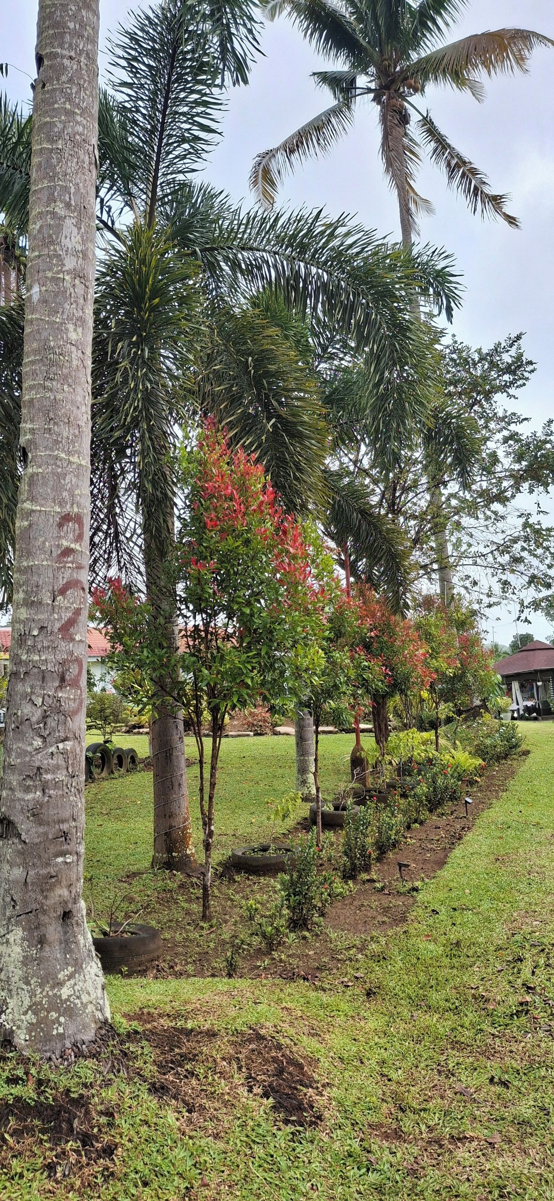 Vườn