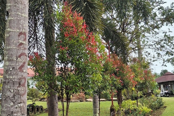 Taman