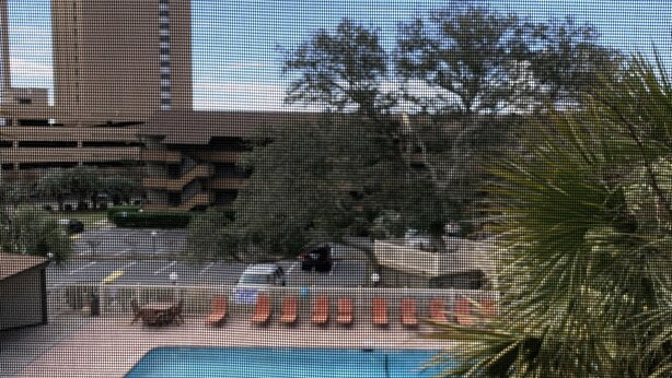 Ein Poolbereich mit Liegestühlen und einer Palme.