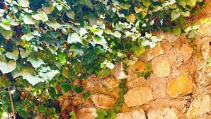 A stone wall with greenery growing over it. - Charming Porto Santo Stefano Apartment With Pool Access (Monte Argentario)