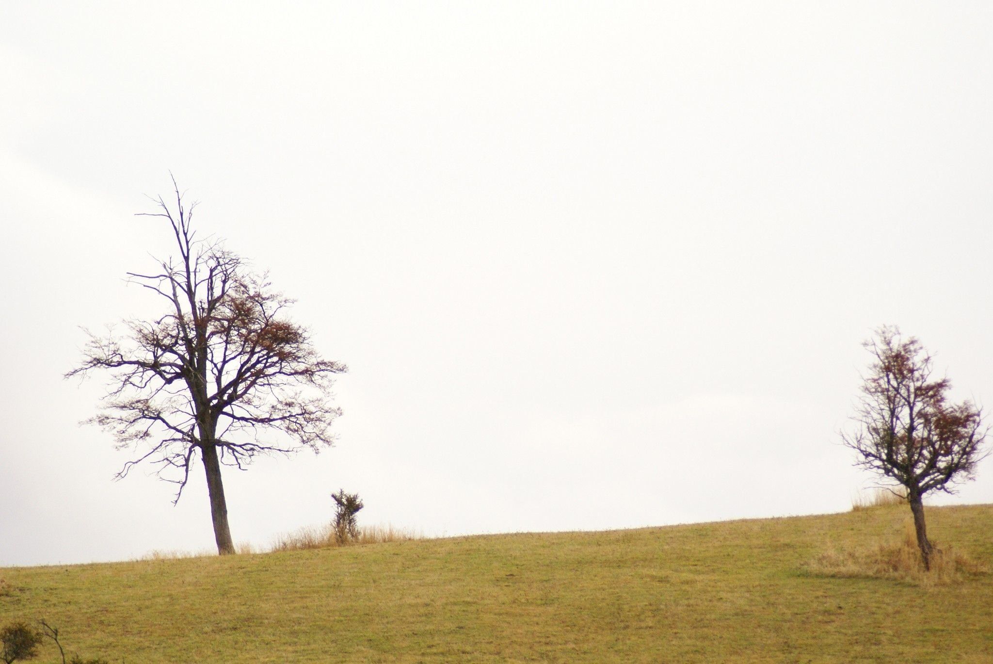 A grassy field with two leafless trees.