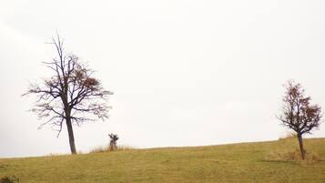 A grassy field with two leafless trees.