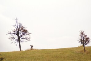 Un champ herbeux avec deux arbres sans feuilles.