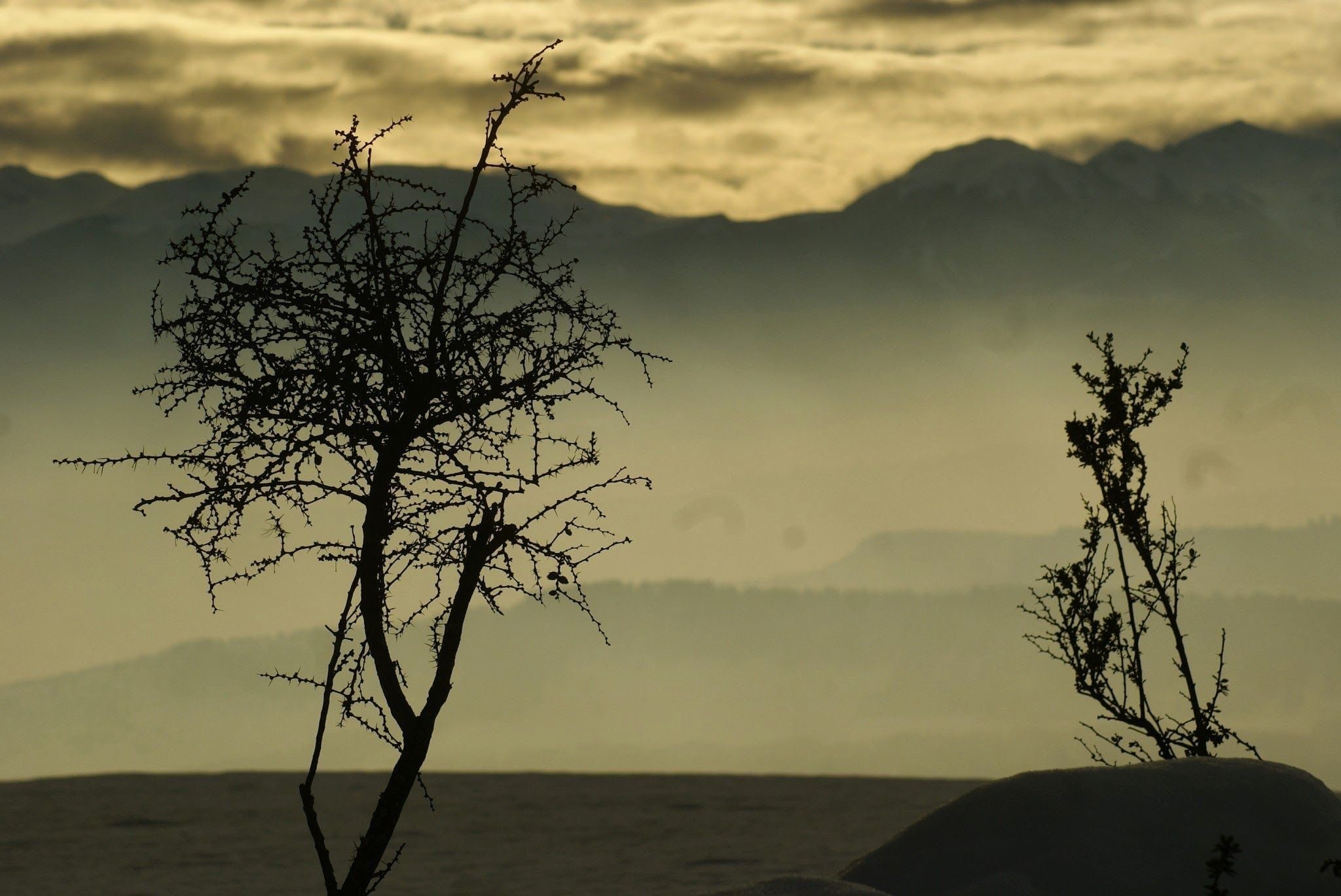 Un paysage mettant en scène deux arbres imposants se détachant sur le fond d’une chaîne de montagnes.