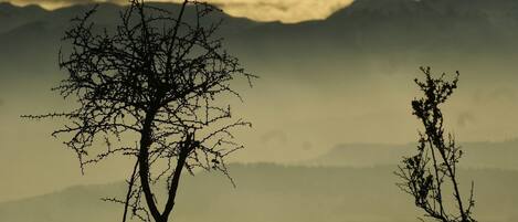 Un paysage mettant en scène deux arbres imposants se détachant sur le fond d’une chaîne de montagnes.