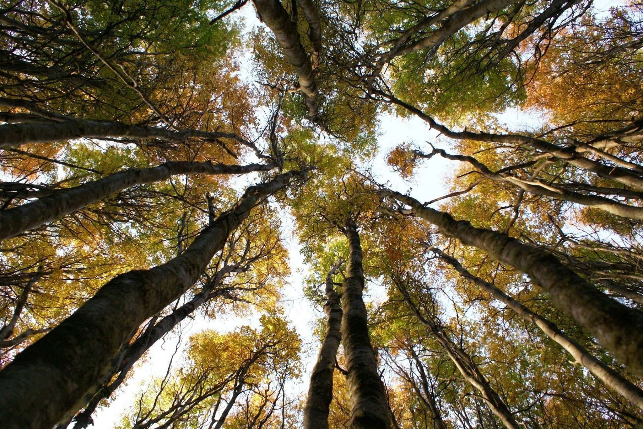 A forest canopy with tall trees and sunlight filtering through.