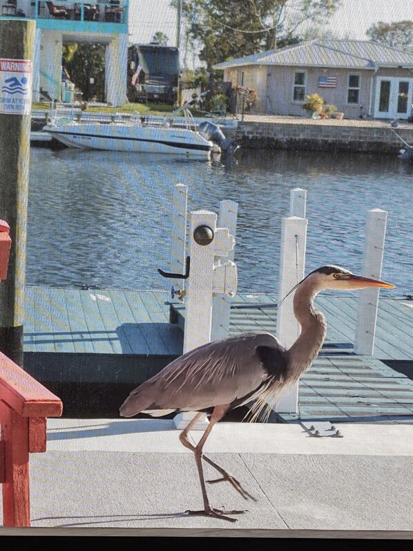 A bird standing on a dock near a body of water with a house and a boat in the background. - Tidewater: Bring your boat, backyard beach,kayaks. (Hernando Beach)