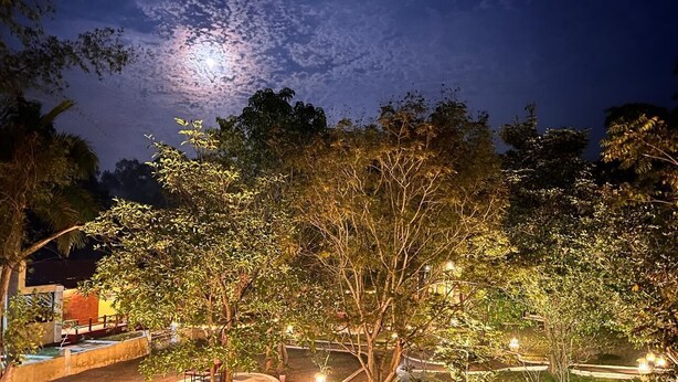A nighttime view of a garden with trees and a bridge, illuminated by ambient lighting.