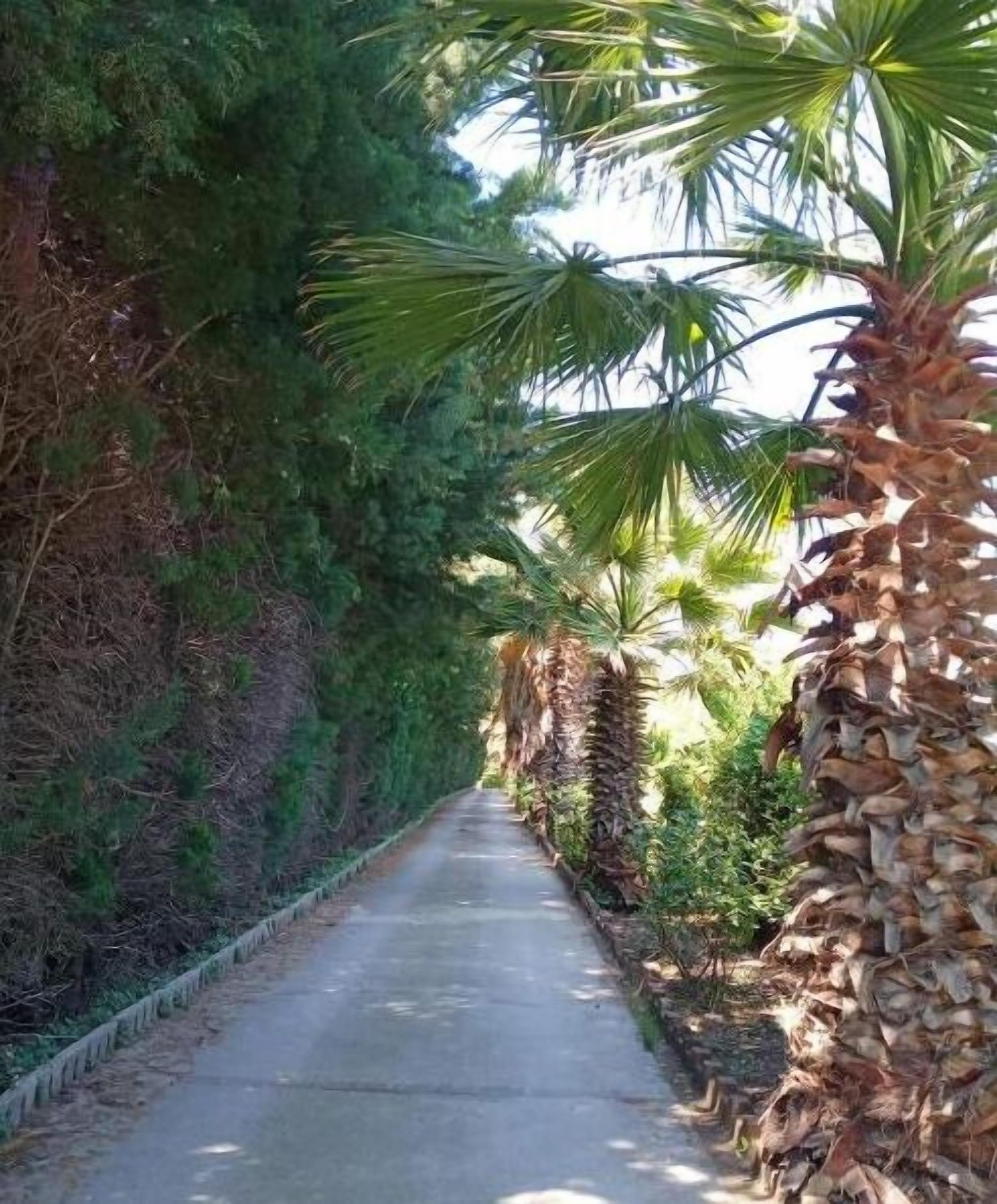 Un sendero pavimentado bordeado por abundante follaje y palmeras.