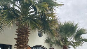 Un edificio con una puerta y ventanas de madera, rodeado de palmeras.