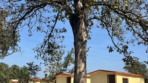 A tree with a white brick wall in the foreground, and a building with a red roof in the background. - Home in the Jungle (Kurai)