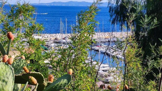 A marina with boats docked, surrounded by greenery and cacti.