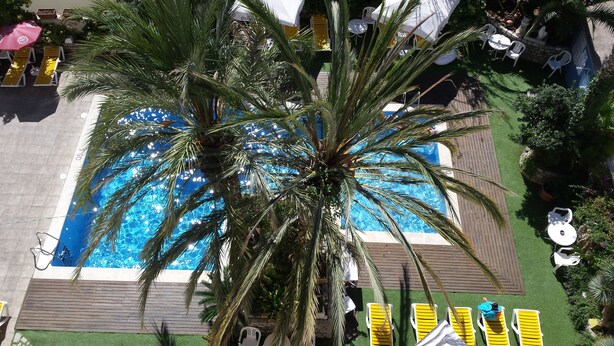 Ein Poolbereich mit einer Palme, Liegestühlen und einem kleinen Garten.