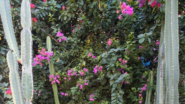 A pathway lined with cacti and flowering plants leading to a building entrance. - Happiness House Hospedagem (Cuiaba)