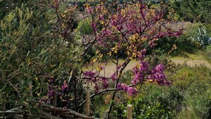 A garden with flowering shrubs and a clear sky.