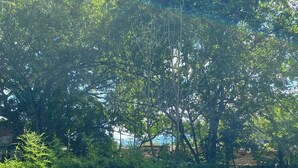 Una piscina con agua cristalina azul, rodeada de exuberante follaje y árboles.