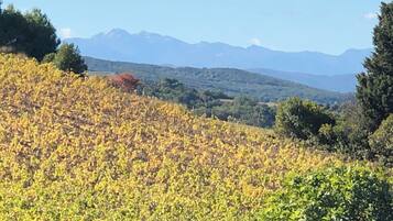 A vineyard with rows of grapevines and a mountain range in the background.