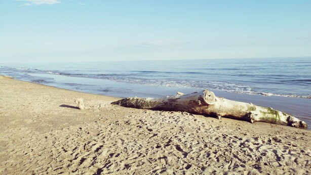 Ein Sandstrand mit einem großen Baumstamm am Ufer.