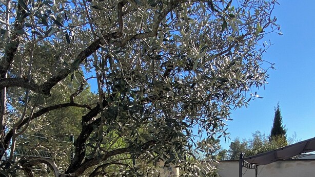 An outdoor patio area with a stone pathway, seating, and a tree. - House with swimming pool in Vaison-la-Romaine, Provence (Vaison-la-Romaine)