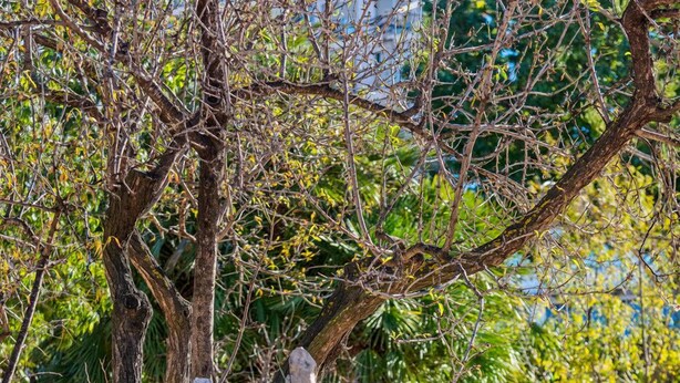 Un ponte di pietra sopra un elemento d'acqua limpida, con un albero sullo sfondo.