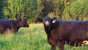 Two cows in a grassy field with trees in the background.