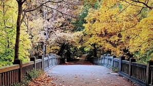 Un camino pavimentado flanqueado por una valla de madera y árboles con follaje otoñal.