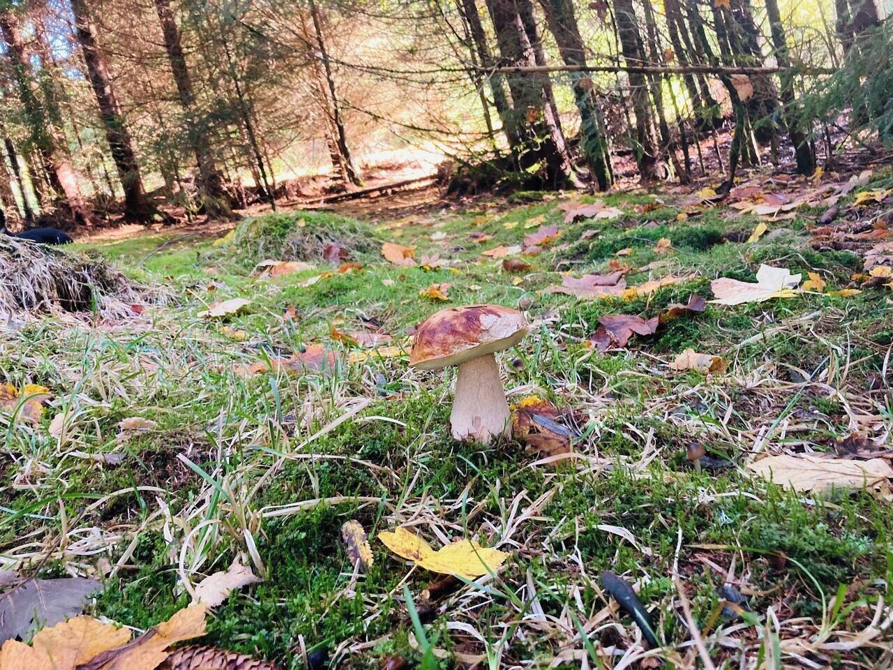 A forest floor with a single mushroom and scattered leaves.