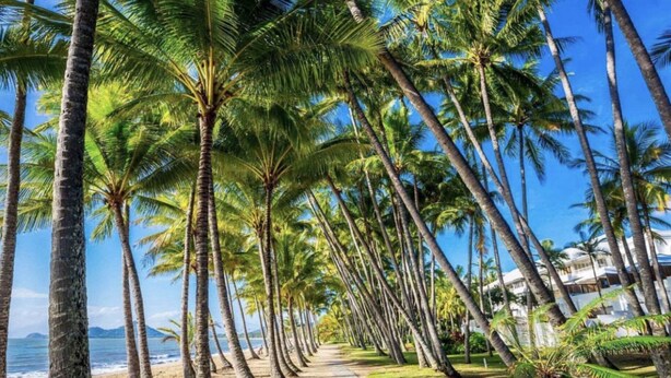 Ein Weg, gesäumt von hohen Palmen, führt zum Strand.