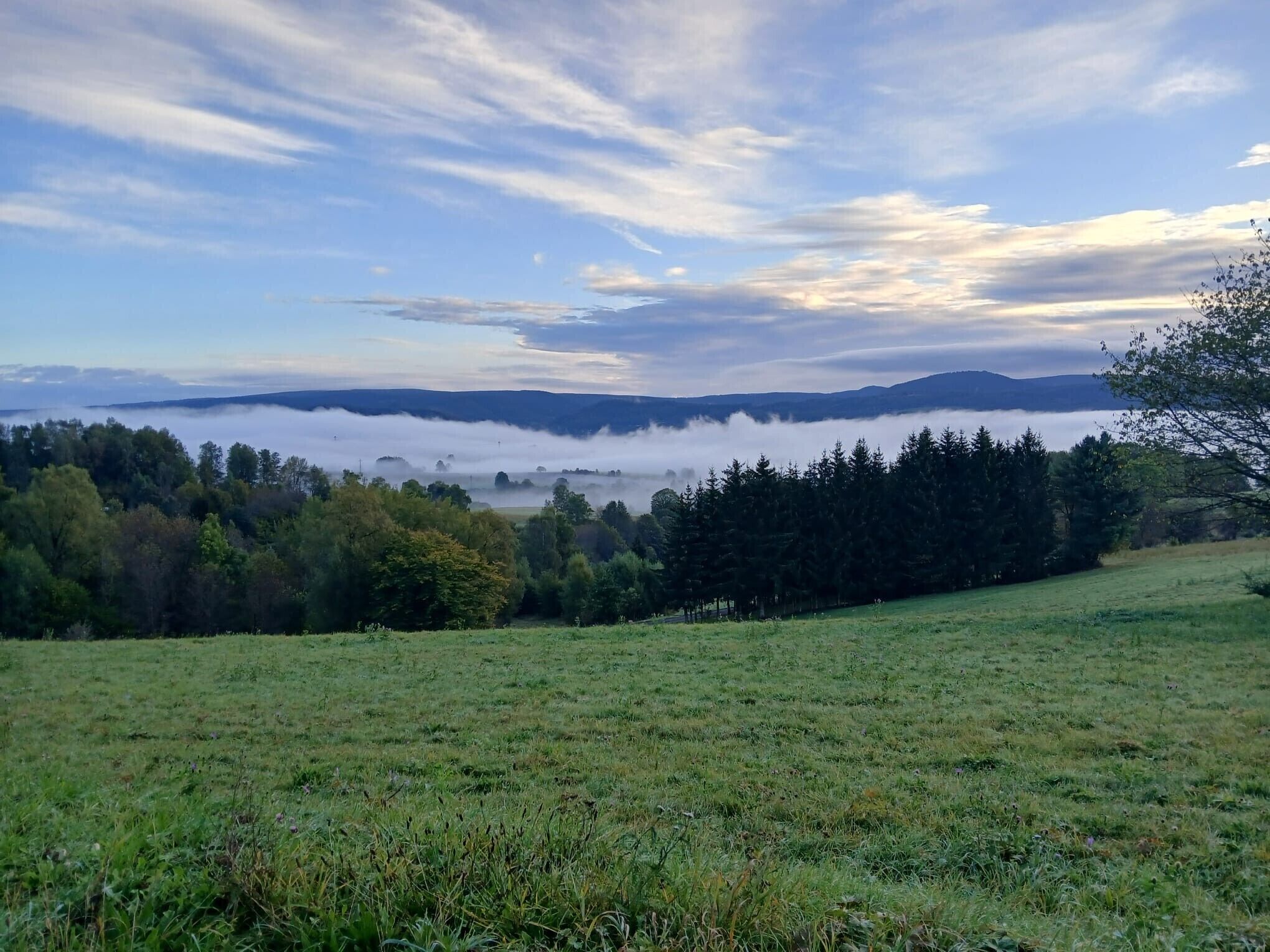 Ein grünes Feld mit Bäumen und einem entfernten Gebirge.
