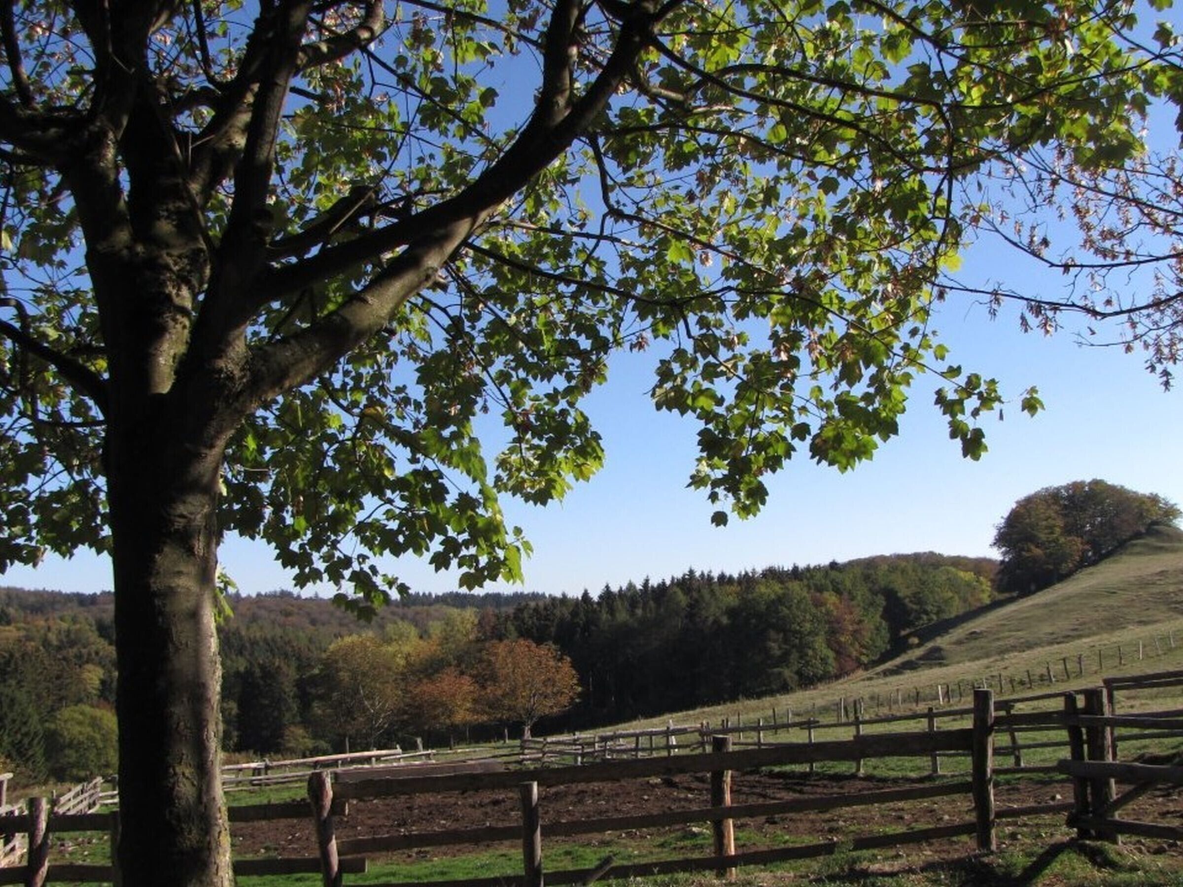 منوع