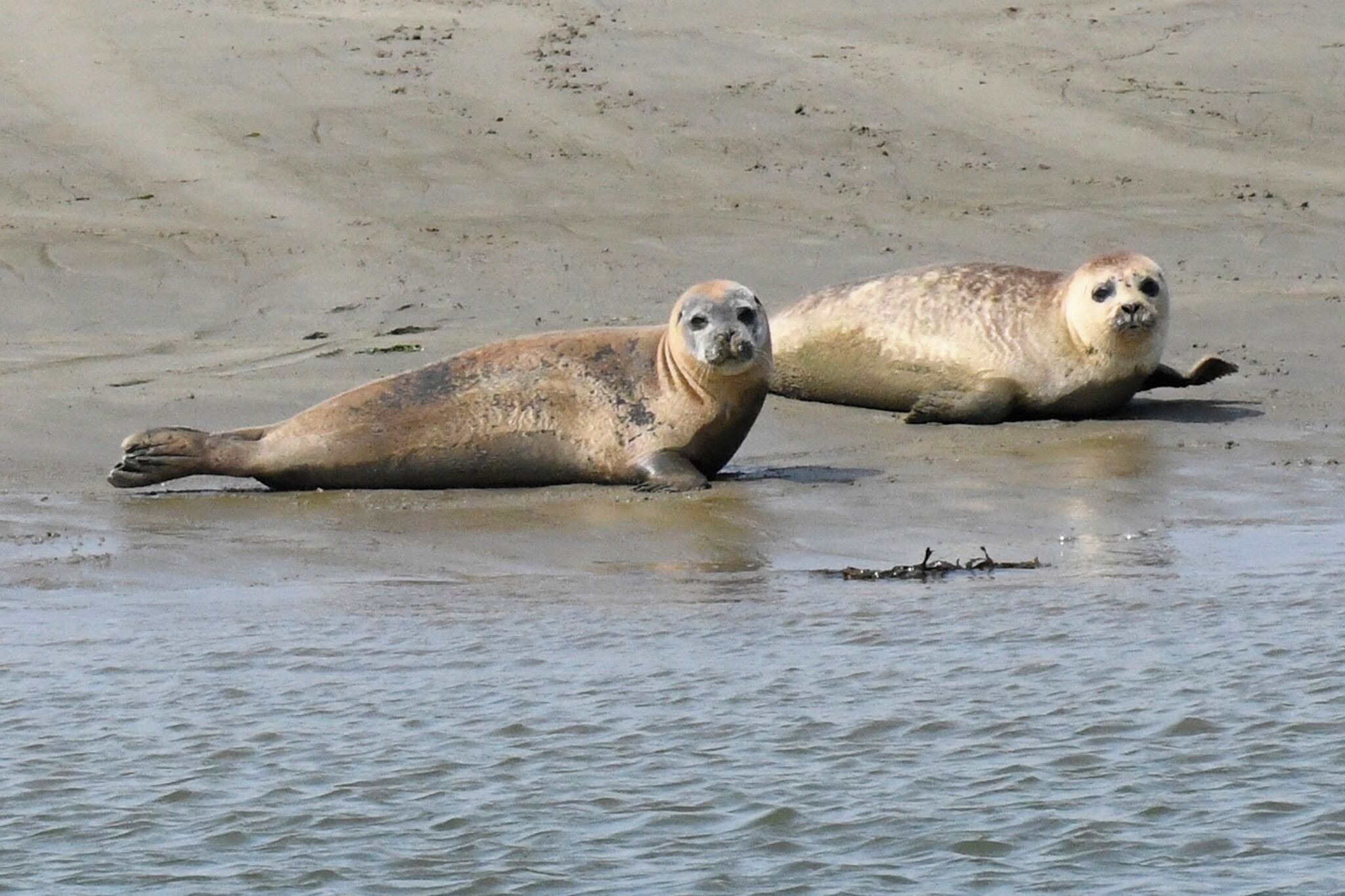Zwei Robben ruhen sich auf einem sandigen Strand mit ruhigem Wasser.