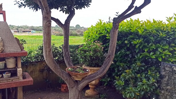 A garden with a stone structure containing pots and a tree with a pot on its trunk. - La Casa di Amalia in Ponte (Budoni)