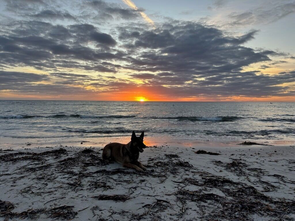 Een zonsondergang boven de oceaan, met een hond op het strand.