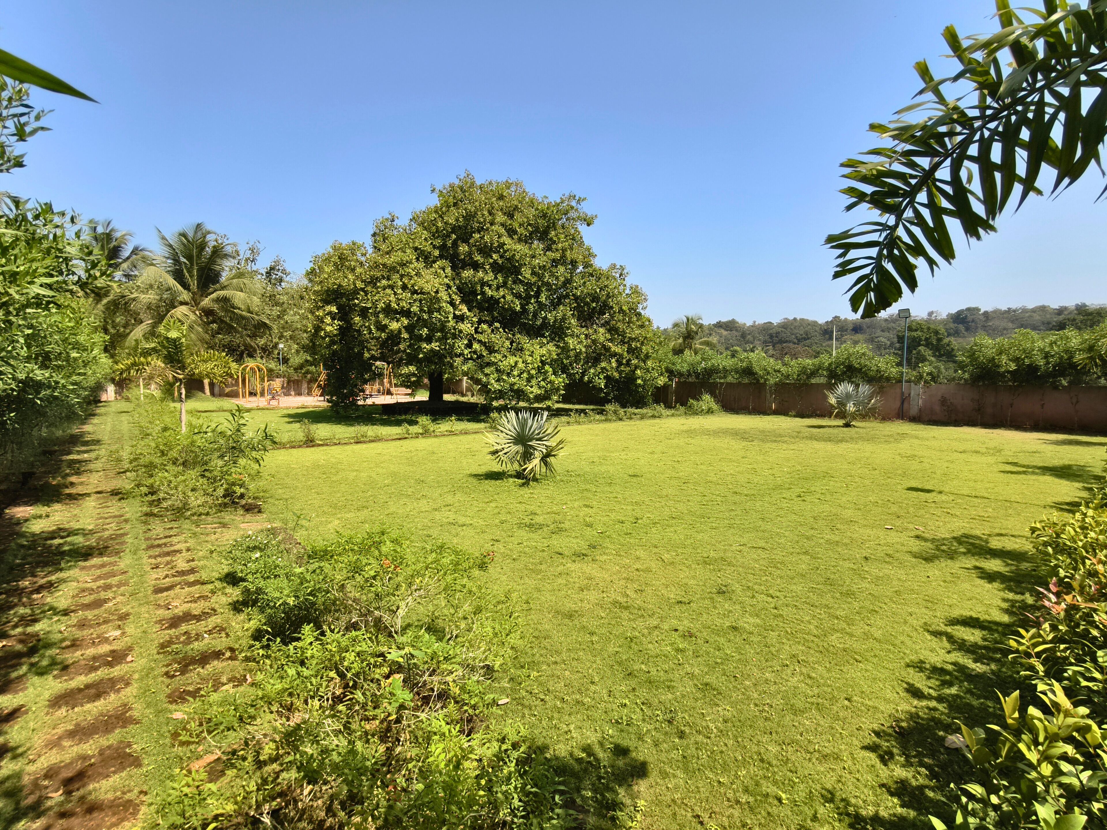 A well-maintained grassy area with a large tree, a swing set, and various shrubs.