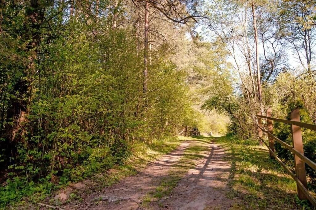 A dirt path surrounded by dense greenery and trees.